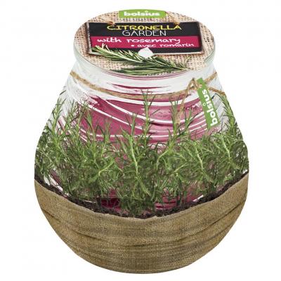 Gyertya bolsius Teracce Citronella, 94/91 mm, rozmaring